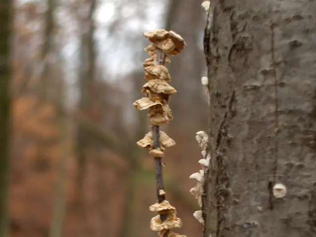 Boosted Brain Function with Psilocybin, Enhanced Tumor Immunity, and Mycoremediation Successes...