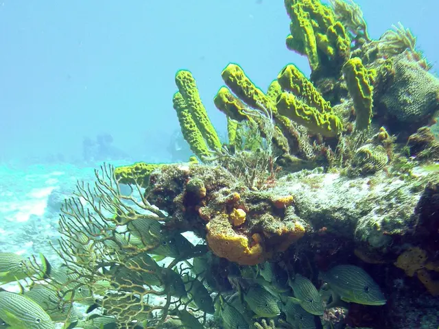 Deepwater Horizon Oil Spill of 2010: Was It Declared Cleaned by 2024?