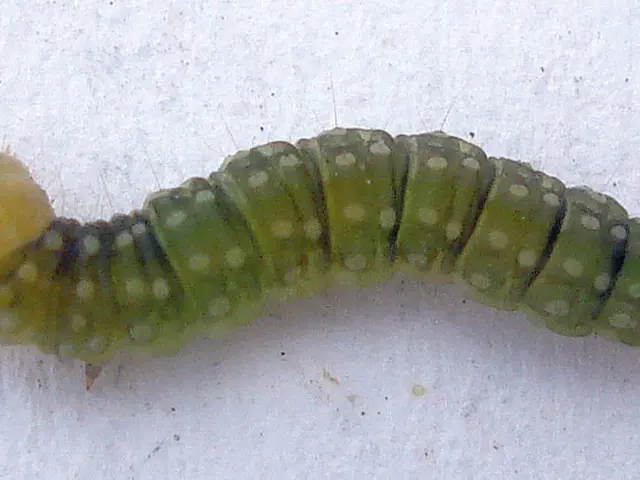 Zahid Group secures approval for $1.25 billion acquisition of Barloworld corporation