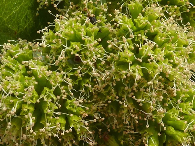 In this image I can see a plant with green leaves and flowers.