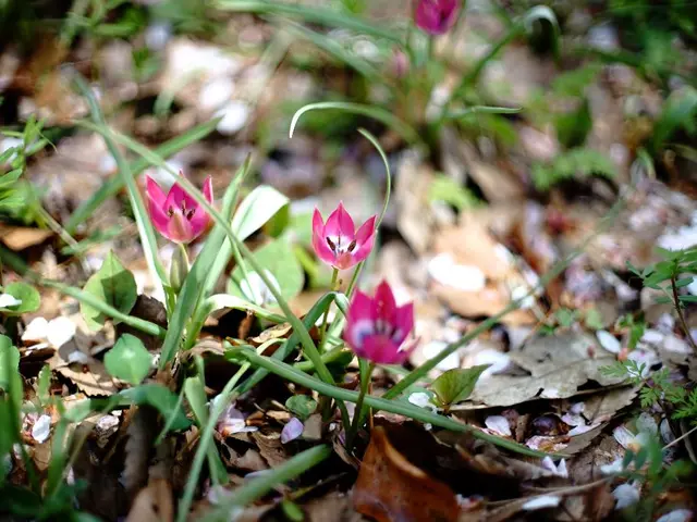 In this image there are few plants having flowers. Few dried leaves are on the land.