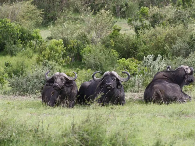 In this picture I can see three buffaloes and I can see trees and plants and grass on the ground.