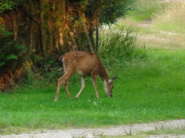 In this image we can see a deer grazing grass. In the background there are trees, grass and plants.