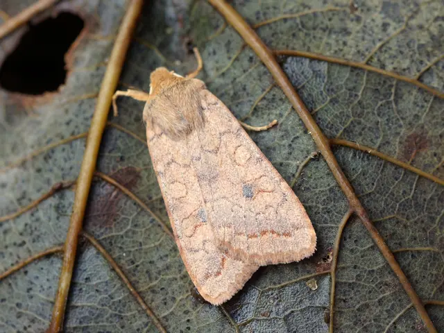 It is an insect on the leaf.
