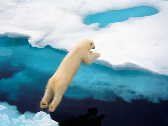 In the image there is a bear jumping from one part to the another part of ice.