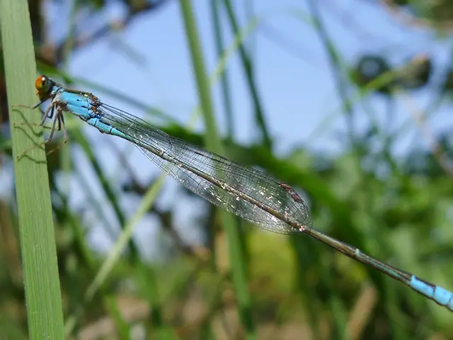In this image I can see an insect on the green grass. Background is in green and blue color.