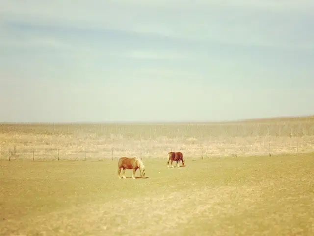 In this picture I can see there are two animals grazing the grass and in the backdrop there is a...