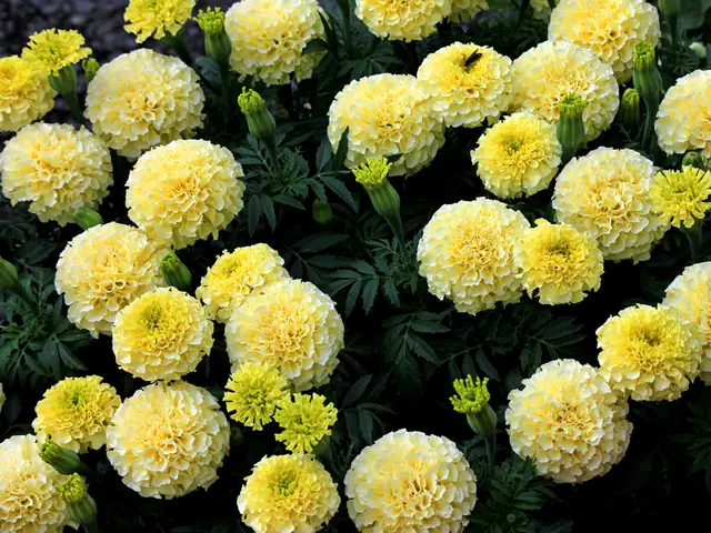 In this image I can see flower plants. These flowers are yellow in color.