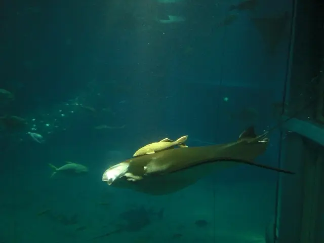 In the image we can see there are fish in the water.