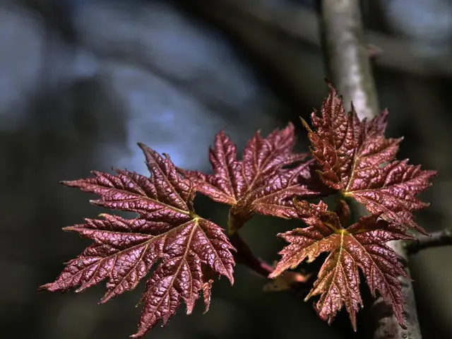 In this image I can see few leaves in brown color and I can see blurred background.