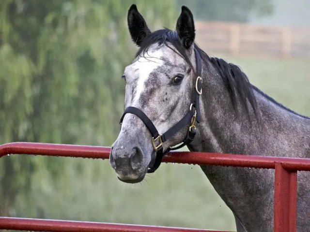 In this image there is a horse behind the fence. Right side there is a fence on the grassland. Left...