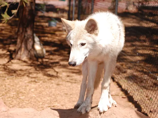 In this image we can see a dog. In the background there is a tree and we can see a fence.