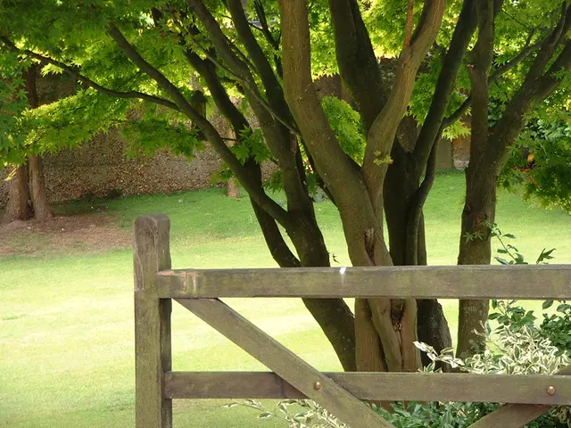 In this image I can see few green color trees, wooden fencing, wall and the green grass.