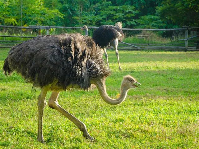 In the image we can see there are ostriches standing on the ground and the ground is covered with...