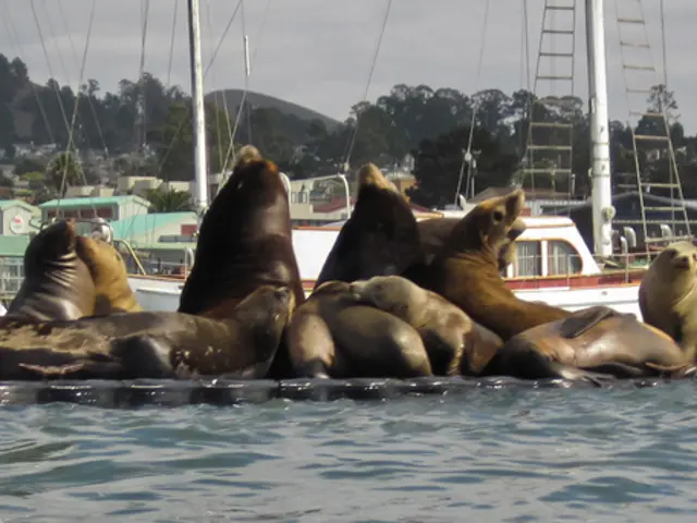 In this image there are group of seals which are laying on the wall. At the bottom there is water....