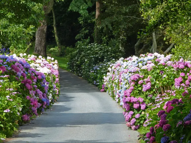 In this image I can see the road, few trees which are green in color and few flowers which are...