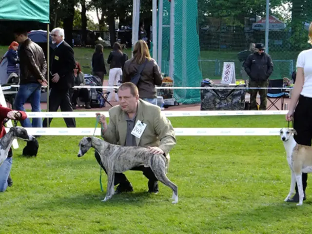 In this image we can see three people on the grass holding the dogs with the belt, there we can see...