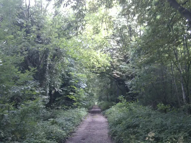 There is road. On the sides of the road there are plants and trees.