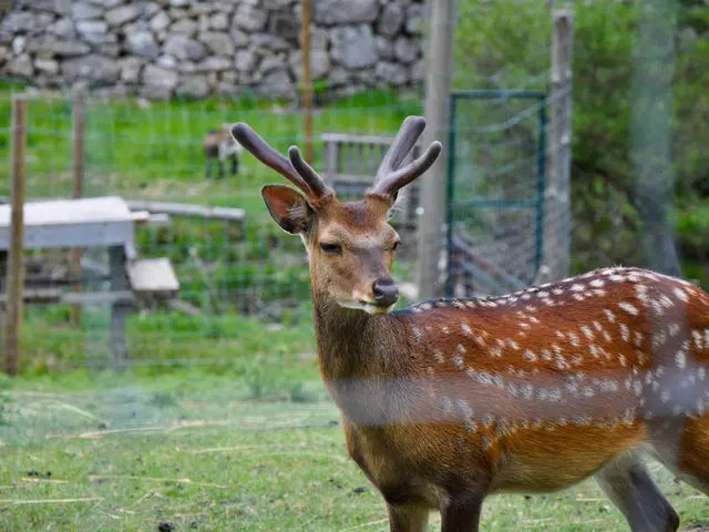 In this picture we can observe a deer which is in brown color standing on the ground. In the...