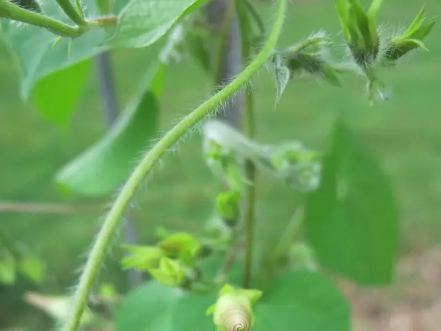 In this image there are plants in the front and the background is green.