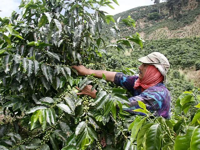 In the image there is a tree with leaves and fruits. There is a man with cap and cloth is touching...