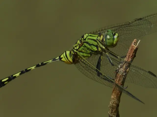 In this image I can see an insect on the stem and the insect is in green and black color and I can...