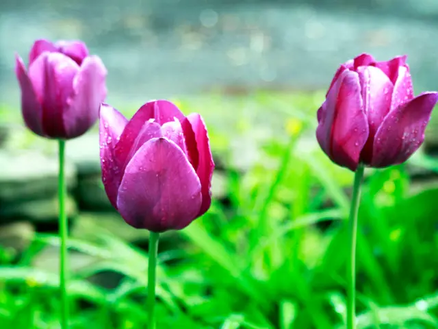 In the image we can see there are three flowers. These are in pink color and there is grass over...