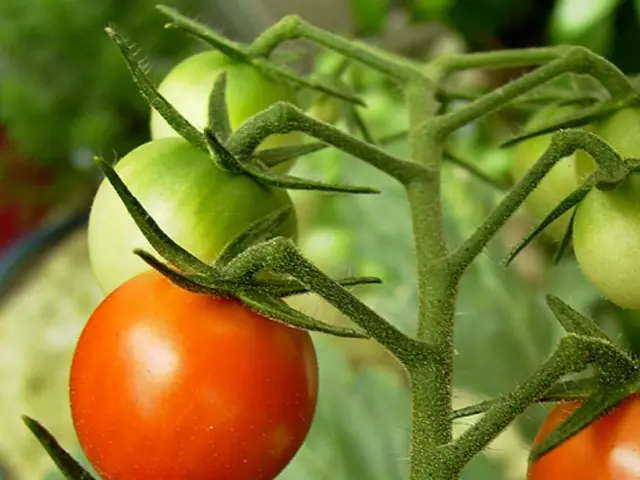In this image there is a stem having tomatoes. Background is blurry.