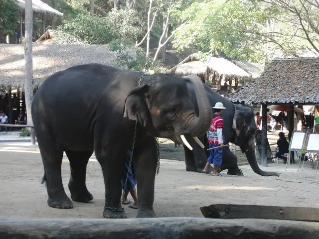 This are elephants, hear a person standing, this are huts and tree.
