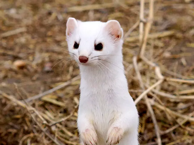 In this image there is a weasel standing on the ground. In the background there are wooden sticks....