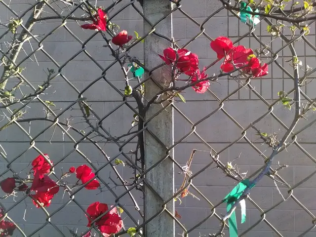 In this picture i can see the red flowers on the plants, beside that i can see the concrete pole...