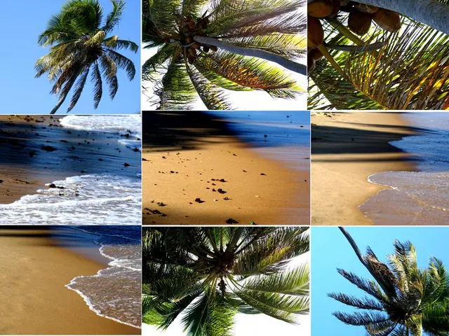 In this picture we can see a collage picture, here we can see water, sand, trees, coconuts, sky.