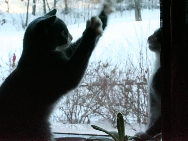 In the middle of the image we can see two cats. Behind the cats there are some plants. Behind the...