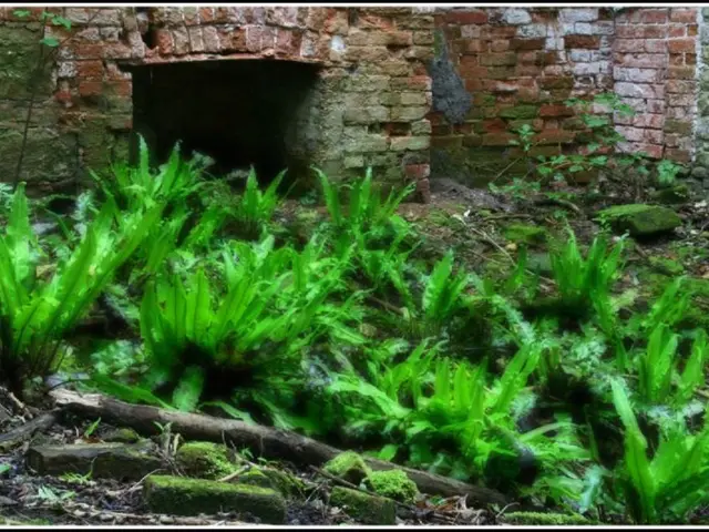In the picture there is a brick wall and front of the wall there are few plants and mud.