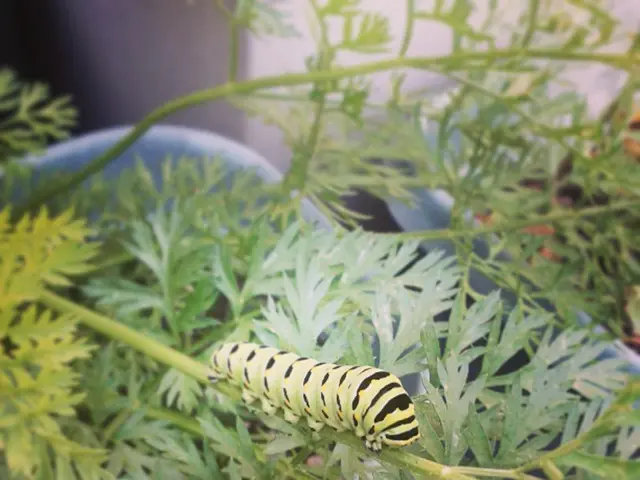 In this image I can see an insect which is in green and black color, and the insect is on the...