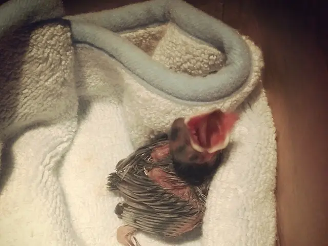 In this image I can see a small bird inside the towel.