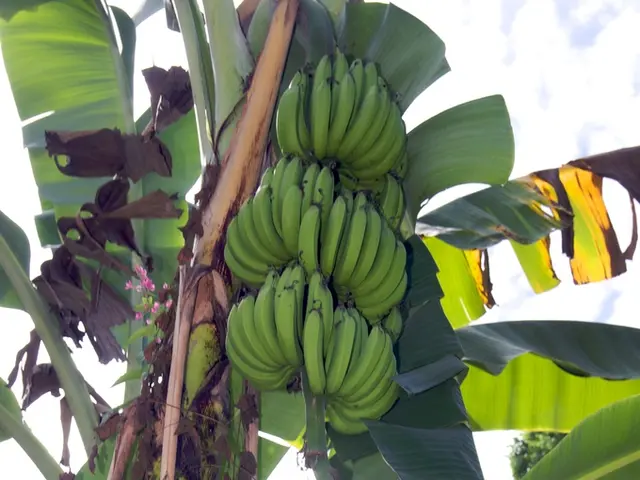 In the image there is a banana tree and there are bananas to the tree, in the background there is...