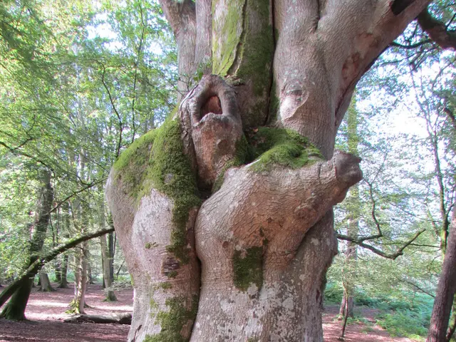 This image consists of many trees. At the bottom, there is ground. It looks like a forest.