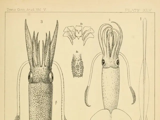 In this image we can see a sketch of the reptiles.