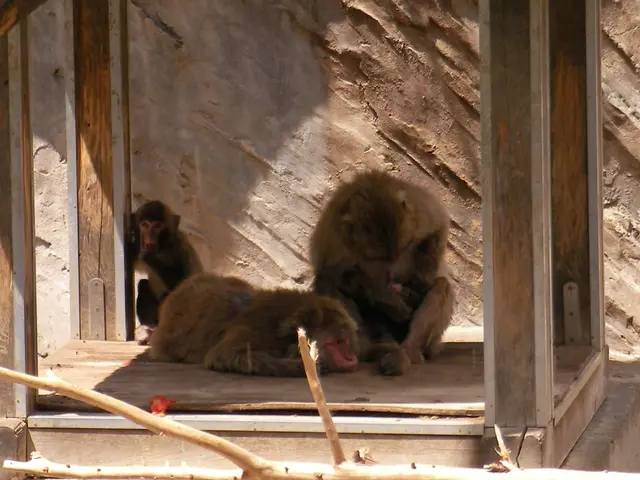 In this image we can see monkeys sitting in the cage.