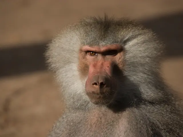 In this image we can see a baboon.