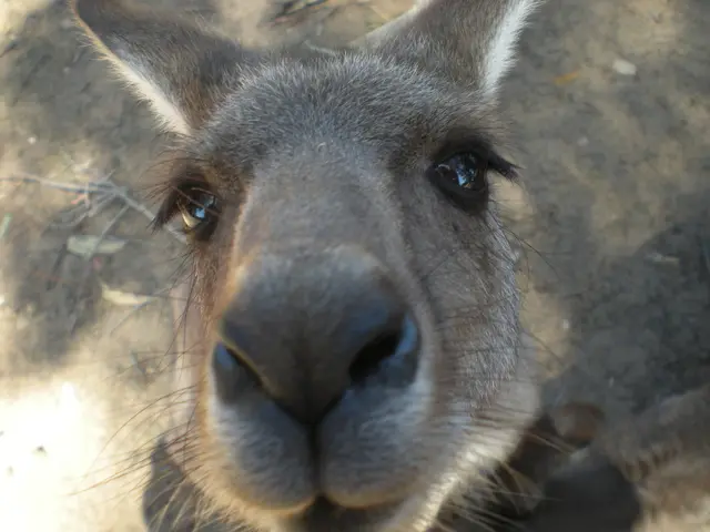 In the center of the image we can see a donkey. In the background there is ground.