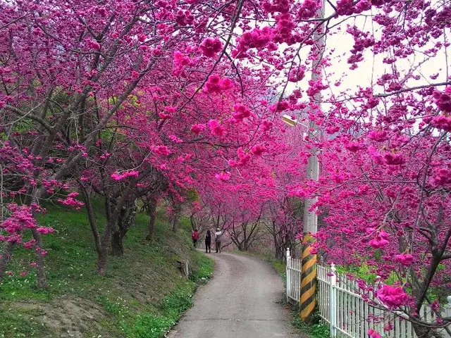 In this picture, there is a lane in the center. Beside it, there is a fence and a pole. On either...