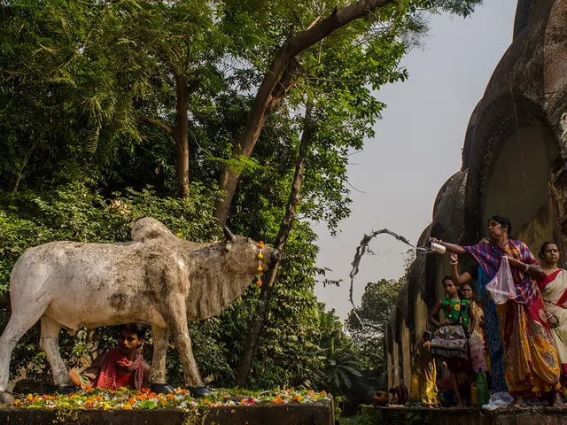 In the image there is a cow and it looks like a sculpture, behind the cow there is a man and there...