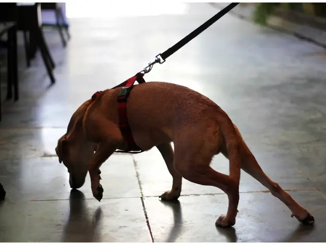 In this picture a dog is tied to the tag it seems like a person is taking the dog. To the left side...