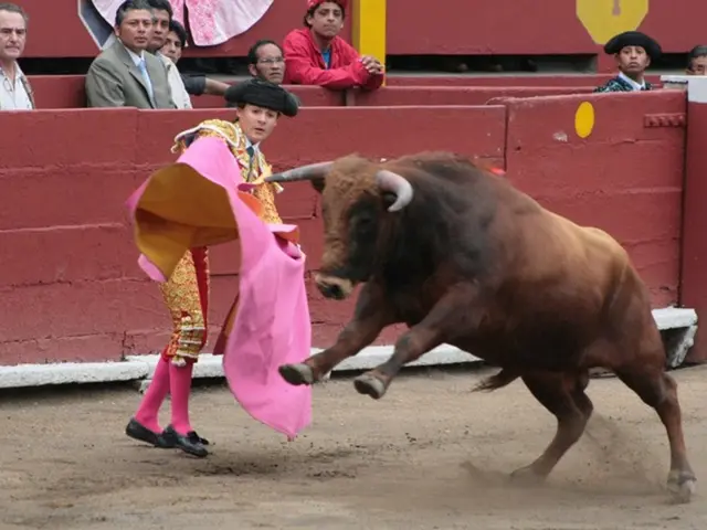 In this picture I can see a bull and a woman standing and she wore a cap on her head and few people...