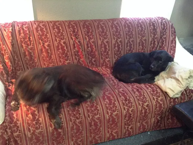 In this image we can see dogs lying on the sofa and there is a blanket placed on the sofa. In the...