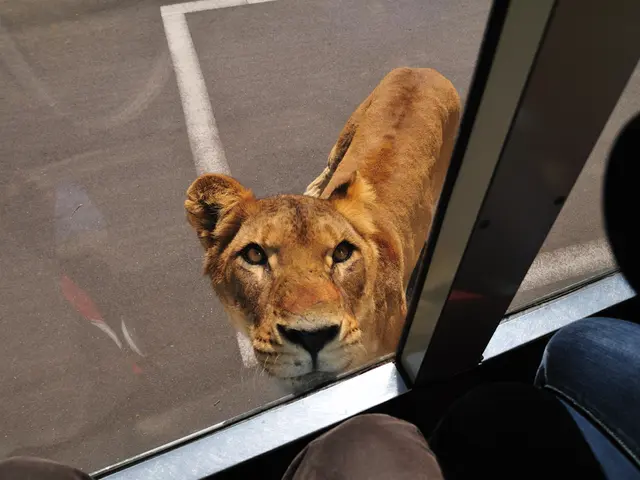 This image consists of a lioness. It looks like it is clicked from a vehicle. At the bottom, there...