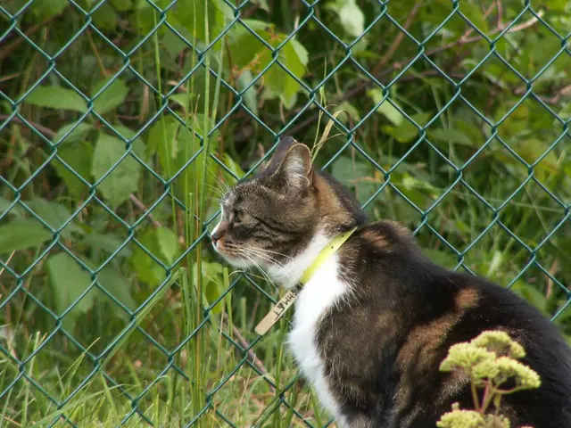 There is a cat in black and white color combination sitting near a plant and green color fencing....