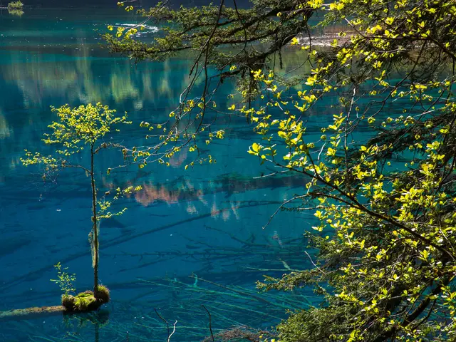 In this picture we can see some flowers to the trees and we can see a pot.